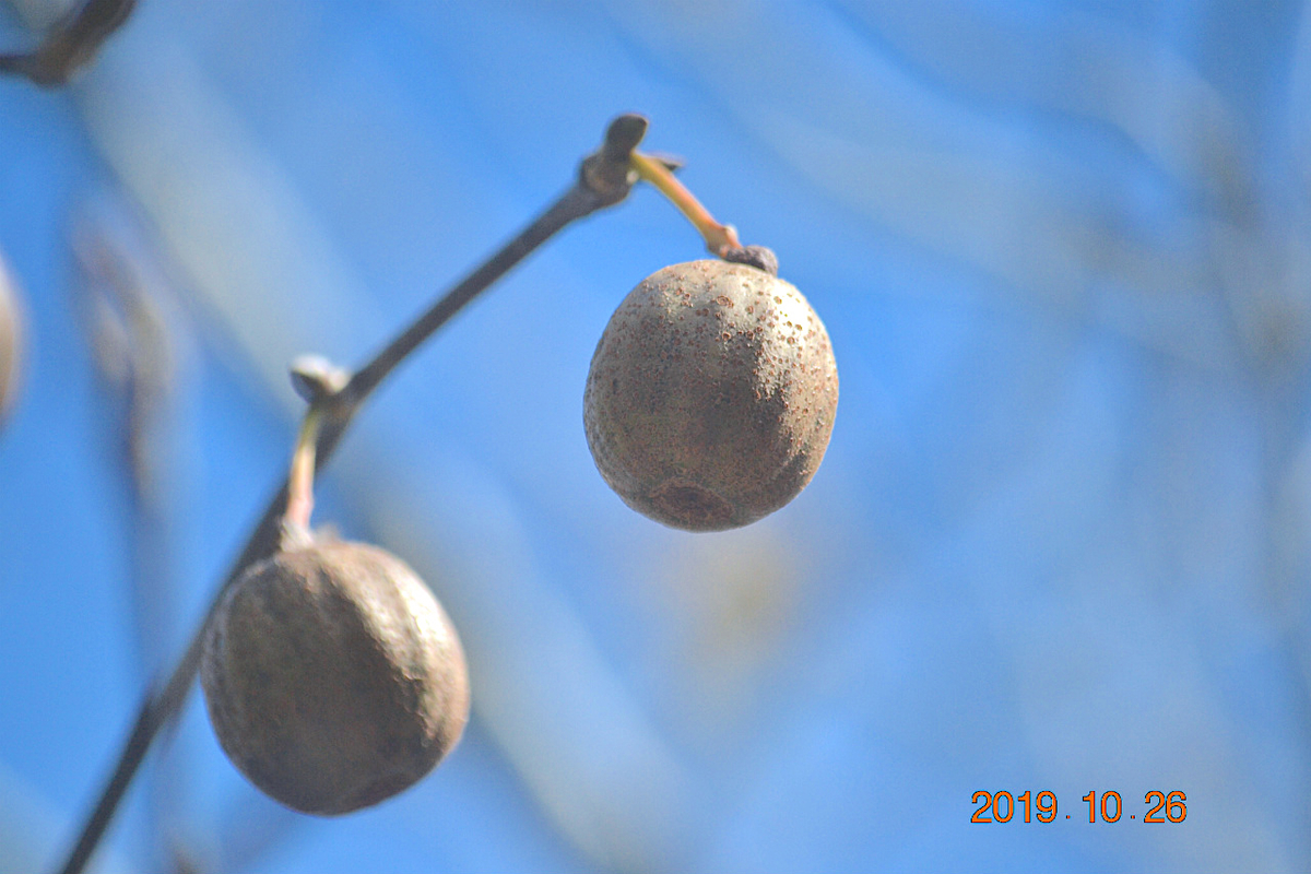 f:id:masatdm1951:20191026211119j:plain