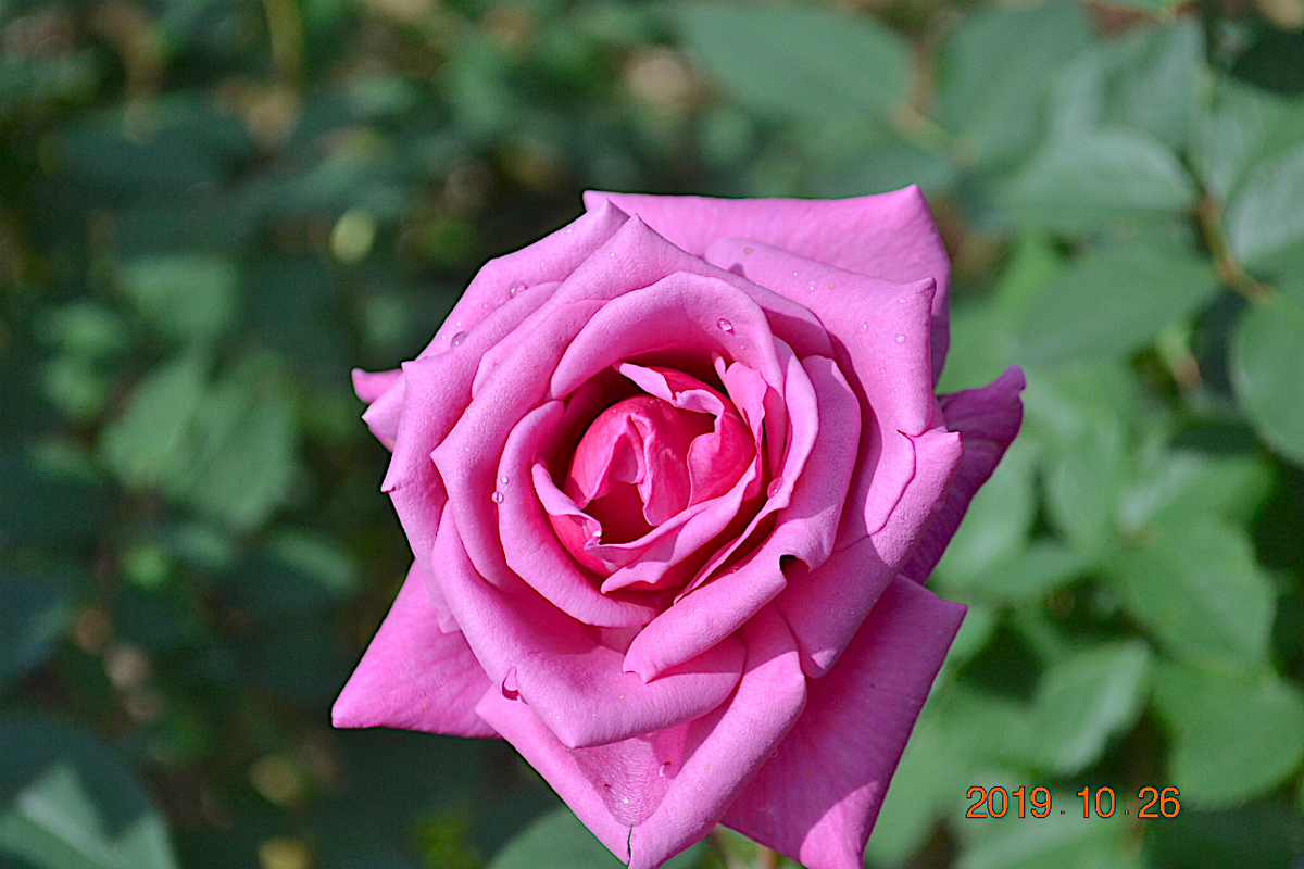 f:id:masatdm1951:20191026211301j:plain