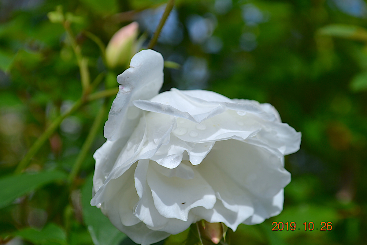 f:id:masatdm1951:20191026211311j:plain