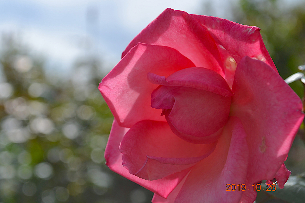 f:id:masatdm1951:20191026211322j:plain