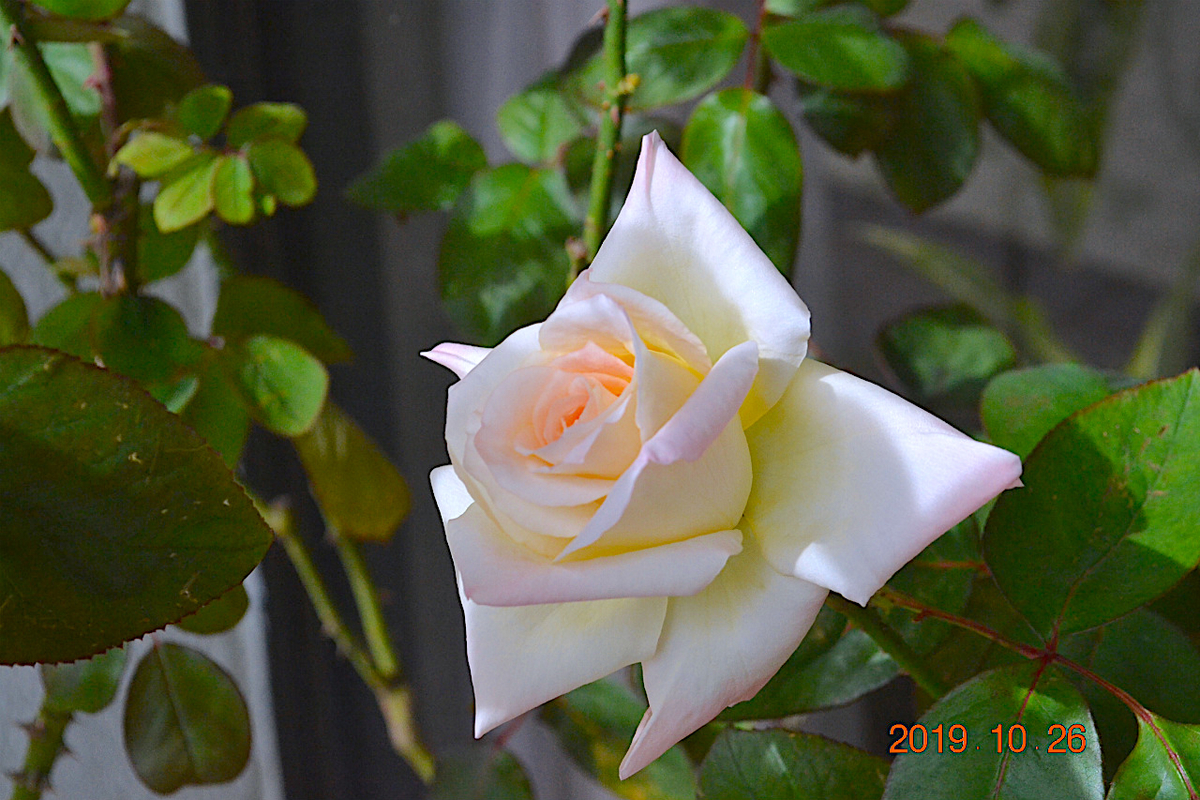 f:id:masatdm1951:20191026211329j:plain