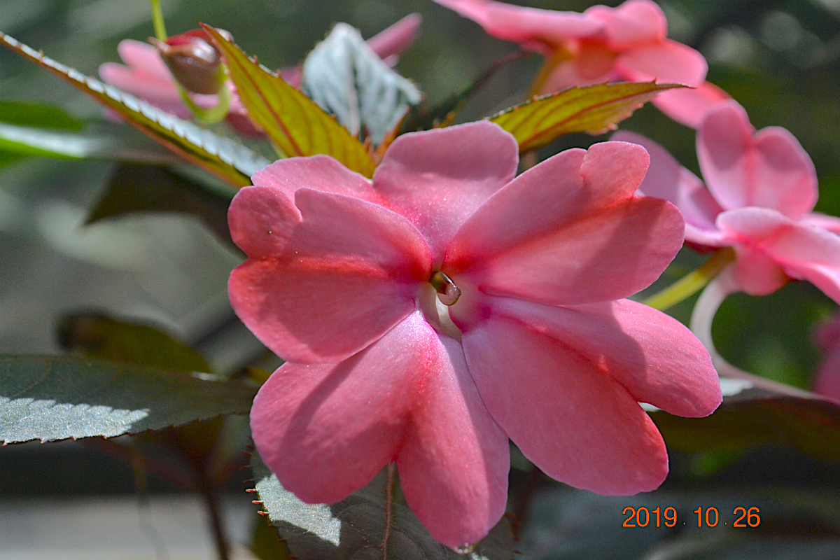 f:id:masatdm1951:20191026211335j:plain