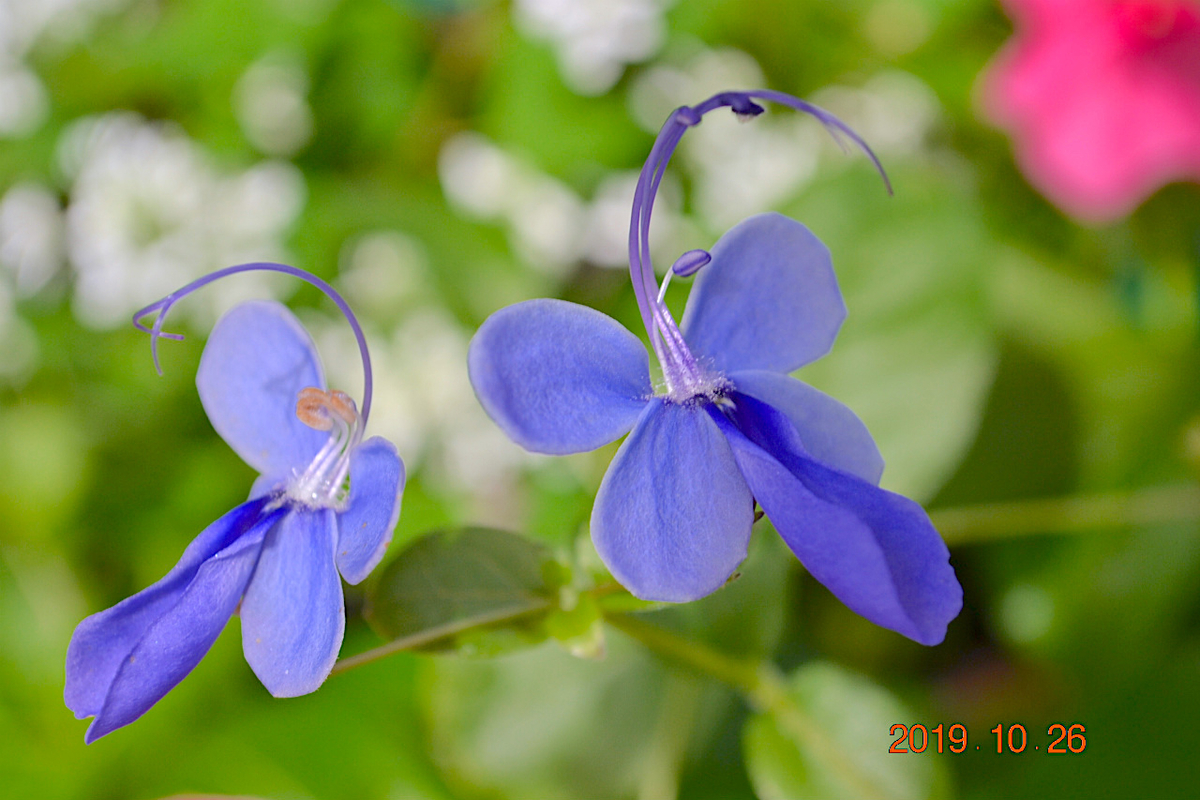 f:id:masatdm1951:20191026211350j:plain