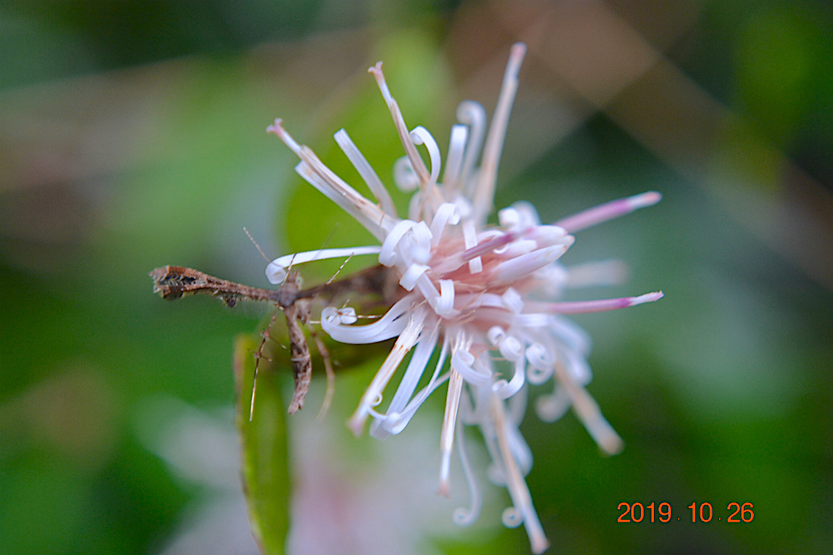 f:id:masatdm1951:20191026212219j:plain