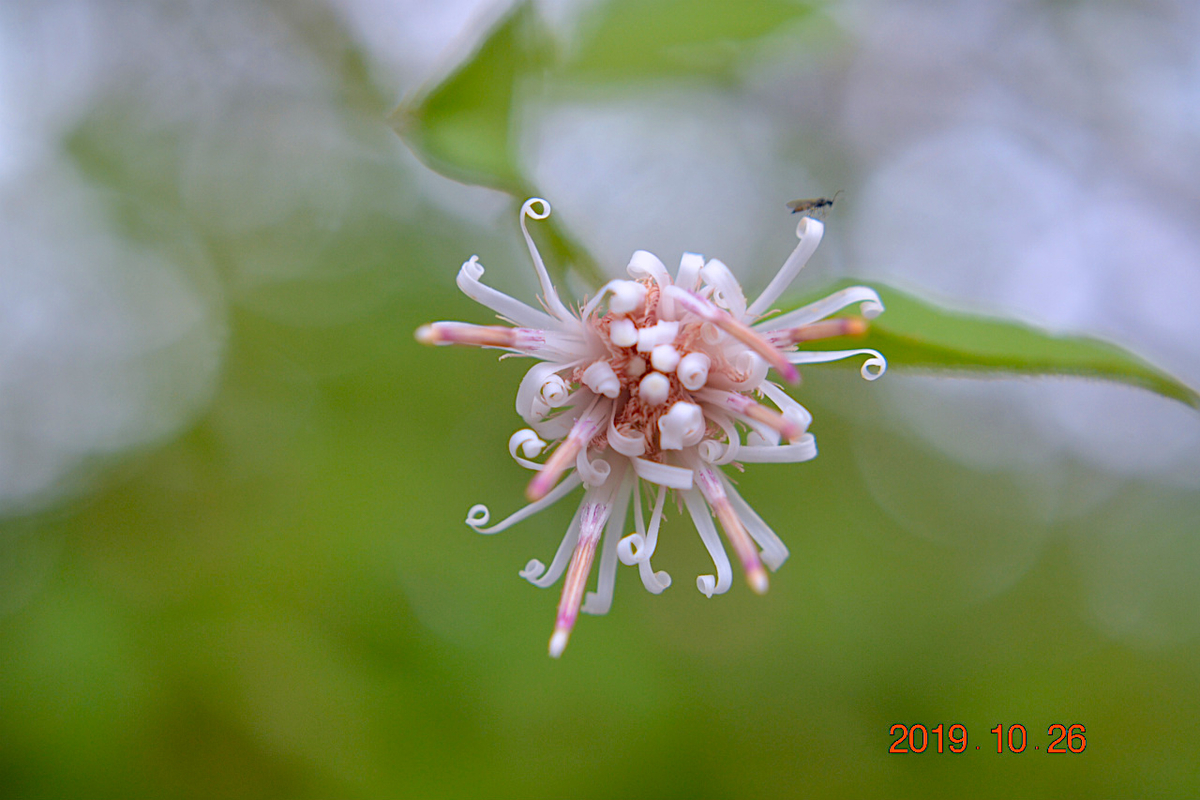 f:id:masatdm1951:20191026212233j:plain