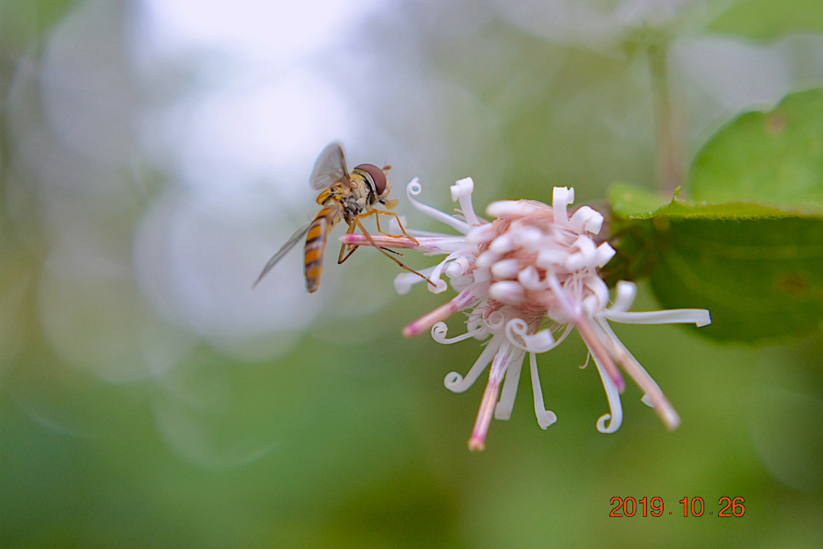 f:id:masatdm1951:20191026212301j:plain