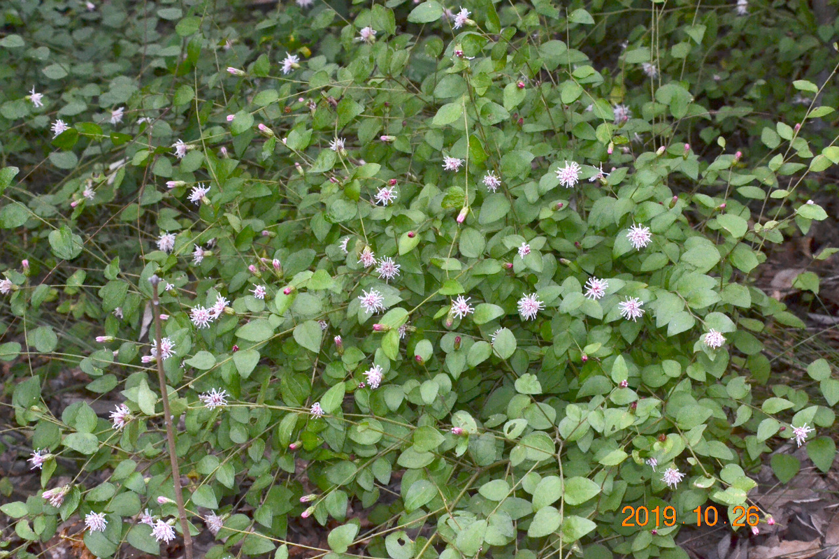 f:id:masatdm1951:20191026212342j:plain