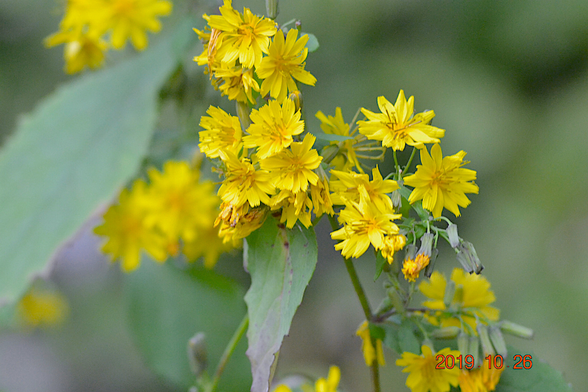 f:id:masatdm1951:20191026212357j:plain