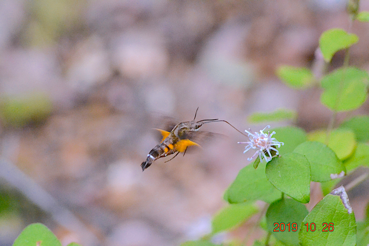 f:id:masatdm1951:20191026212417j:plain