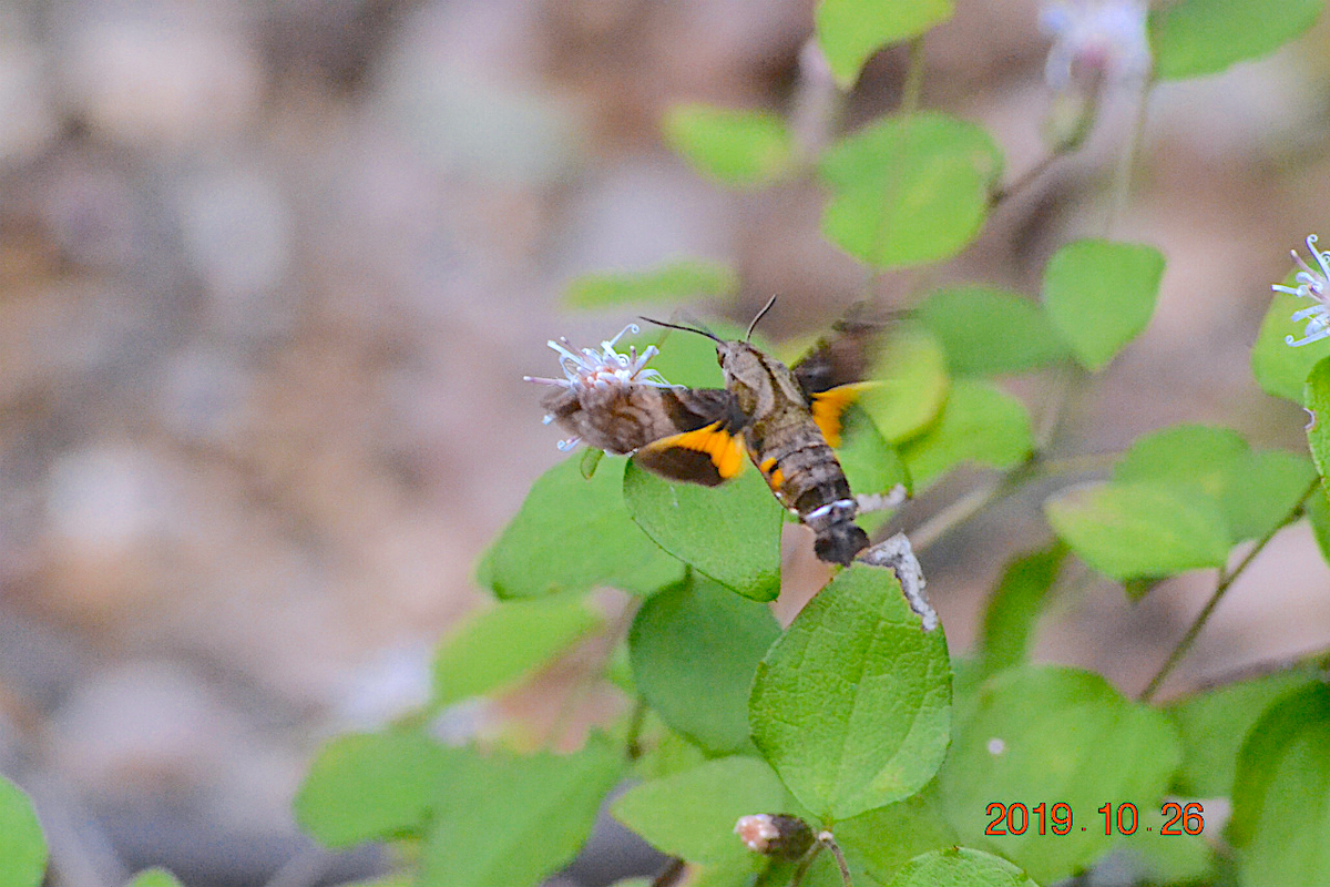 f:id:masatdm1951:20191026212428j:plain