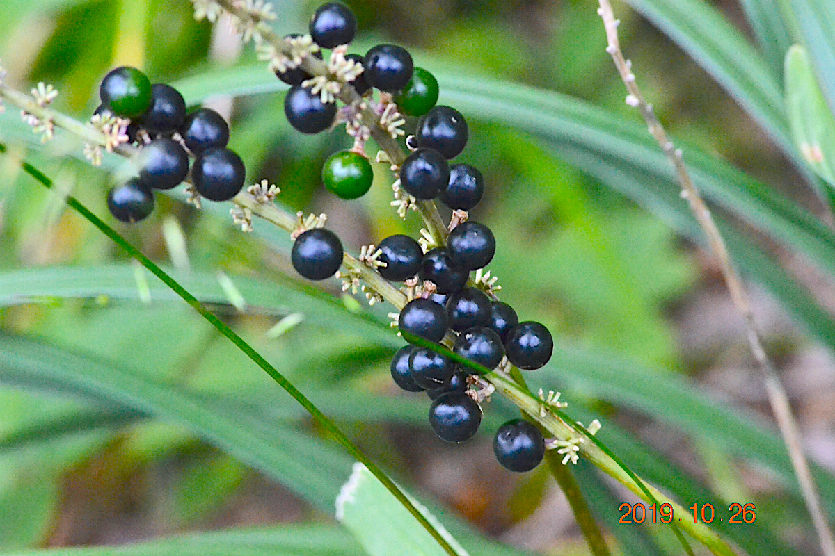 f:id:masatdm1951:20191026212502j:plain