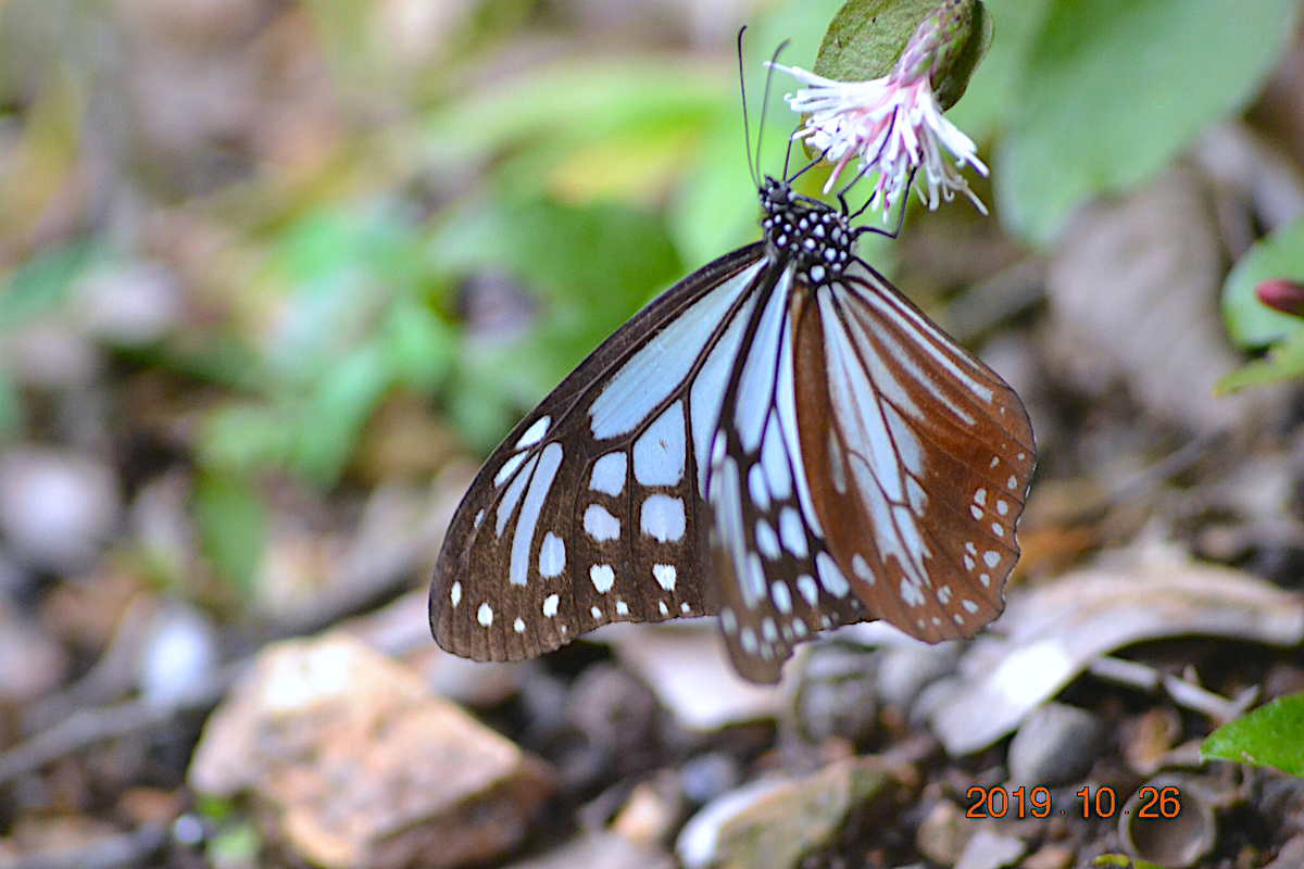 f:id:masatdm1951:20191026212824j:plain