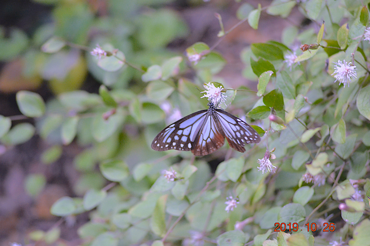 f:id:masatdm1951:20191026212932j:plain