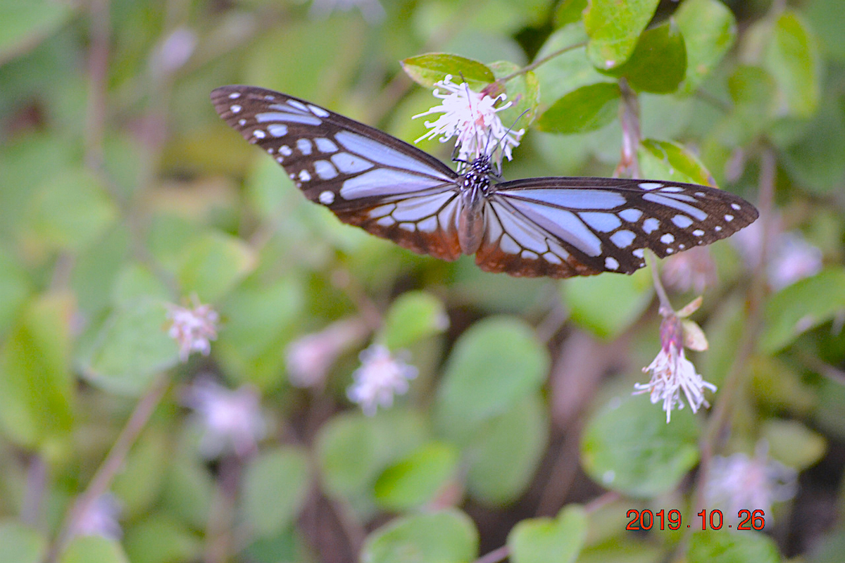 f:id:masatdm1951:20191026212955j:plain