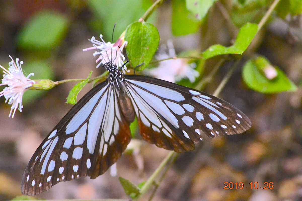 f:id:masatdm1951:20191026213152j:plain