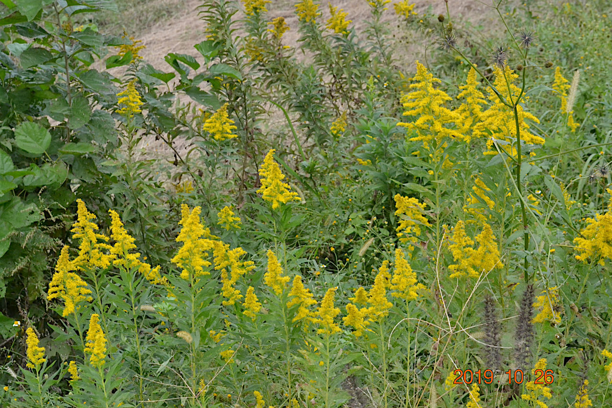 f:id:masatdm1951:20191026214232j:plain