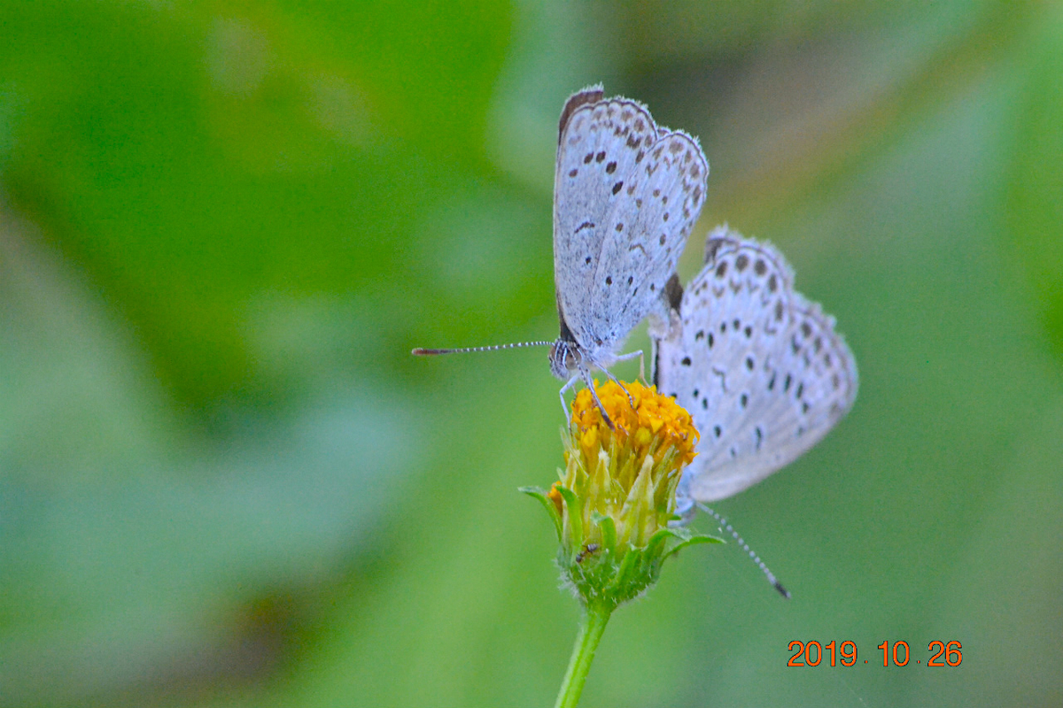 f:id:masatdm1951:20191026214305j:plain