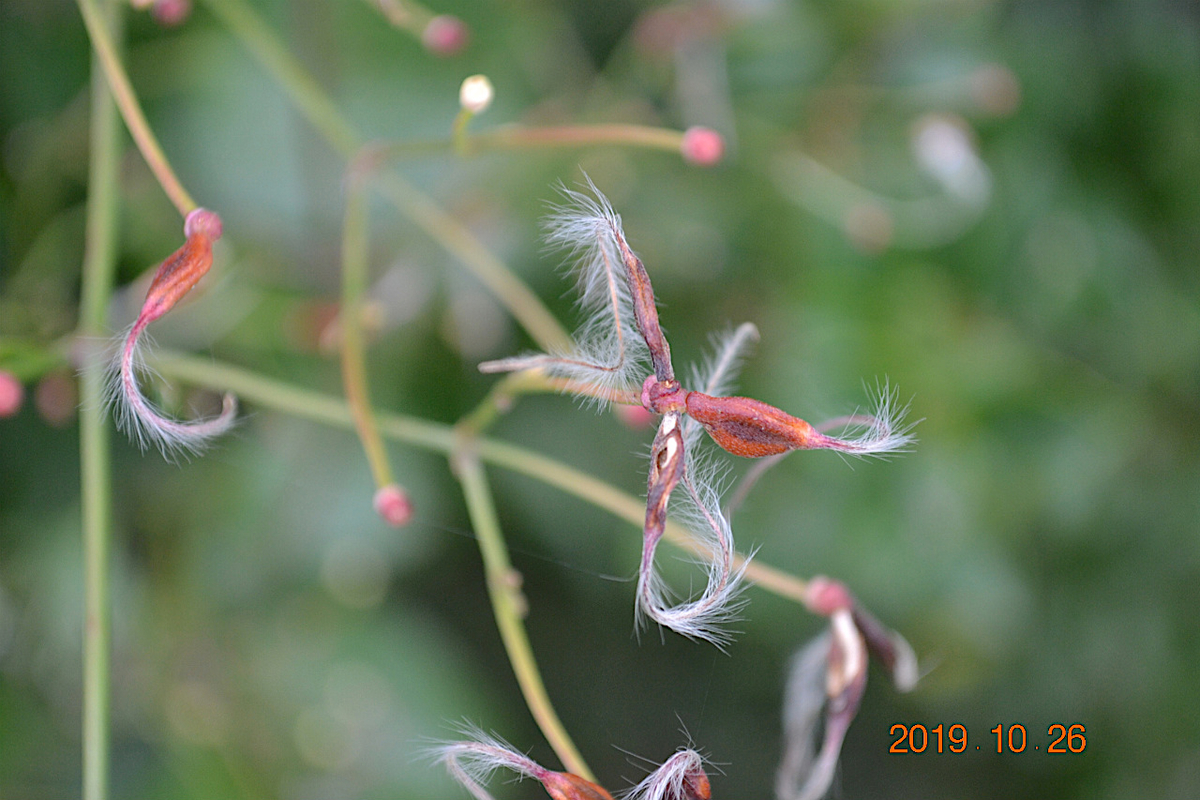 f:id:masatdm1951:20191026214408j:plain