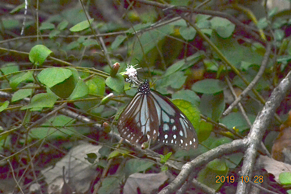 f:id:masatdm1951:20191028213428j:plain f:id:masatdm1951:20191028213428j:plain