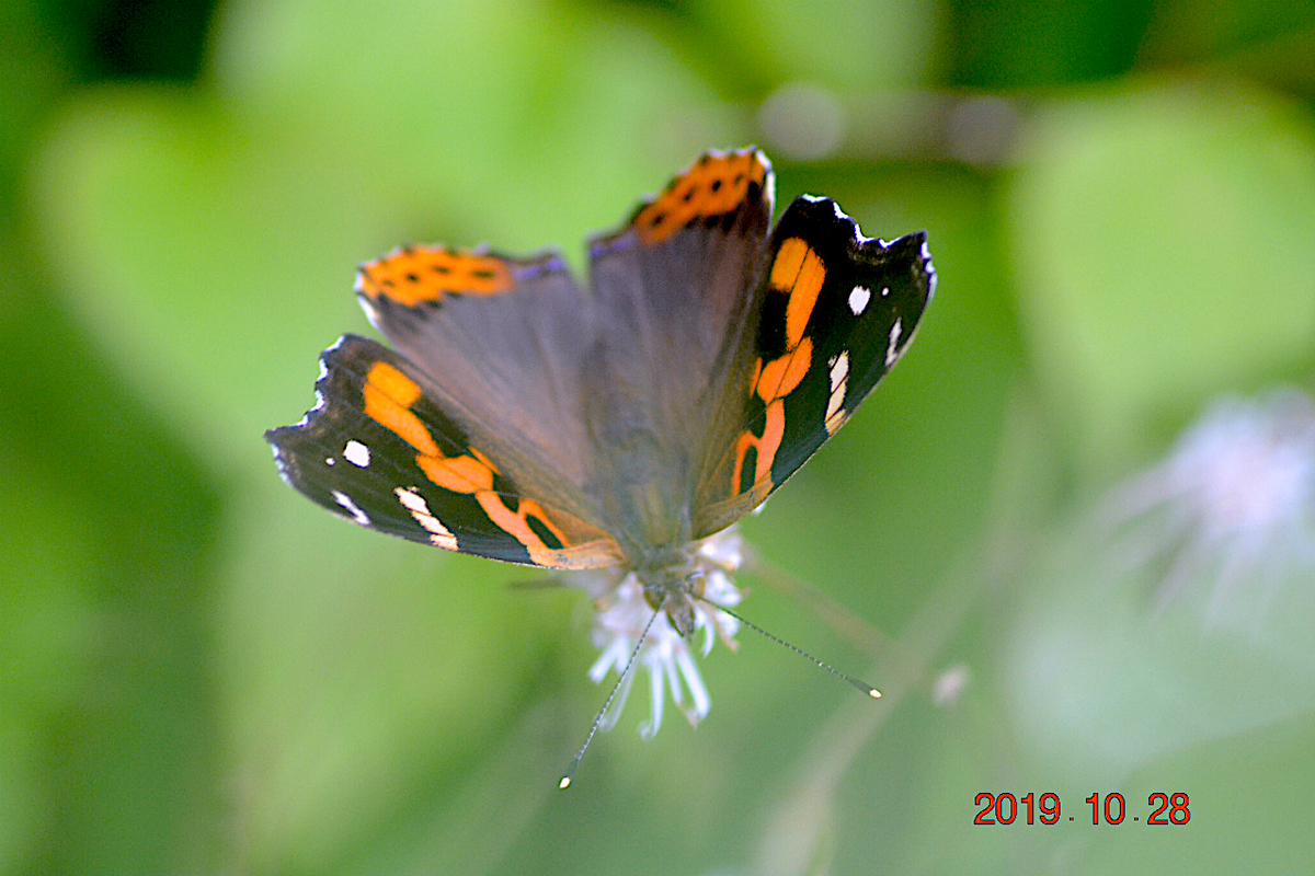 f:id:masatdm1951:20191028214140j:plain f:id:masatdm1951:20191028214140j:plain