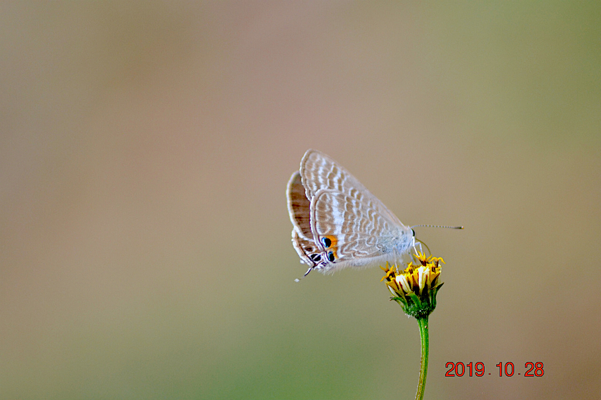 f:id:masatdm1951:20191028214341j:plain f:id:masatdm1951:20191028214341j:plain