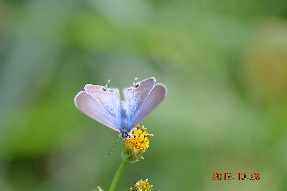 f:id:masatdm1951:20191028214818j:plain f:id:masatdm1951:20191028214818j:plain