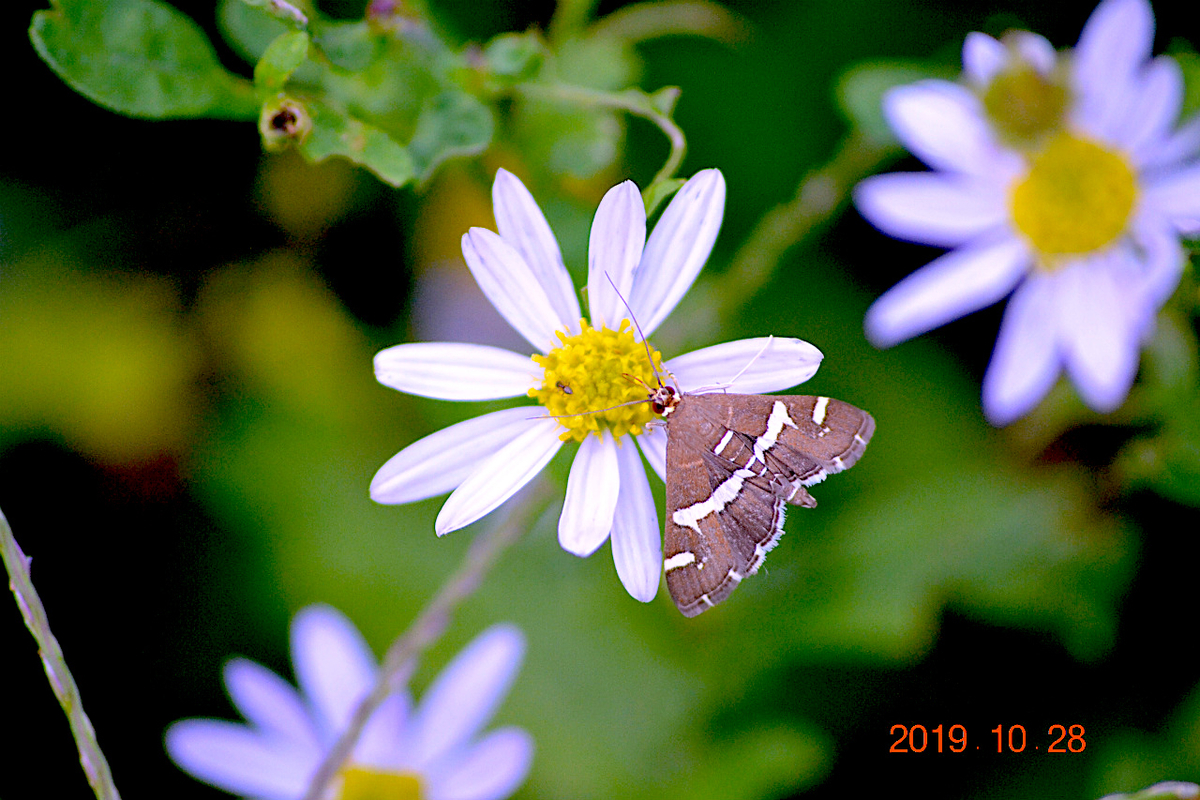 f:id:masatdm1951:20191028214917j:plain f:id:masatdm1951:20191028214917j:plain