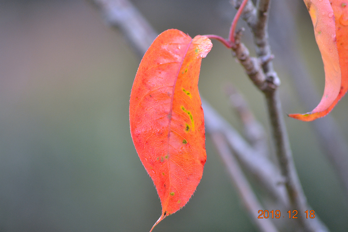 f:id:masatdm1951:20191218223516j:plain