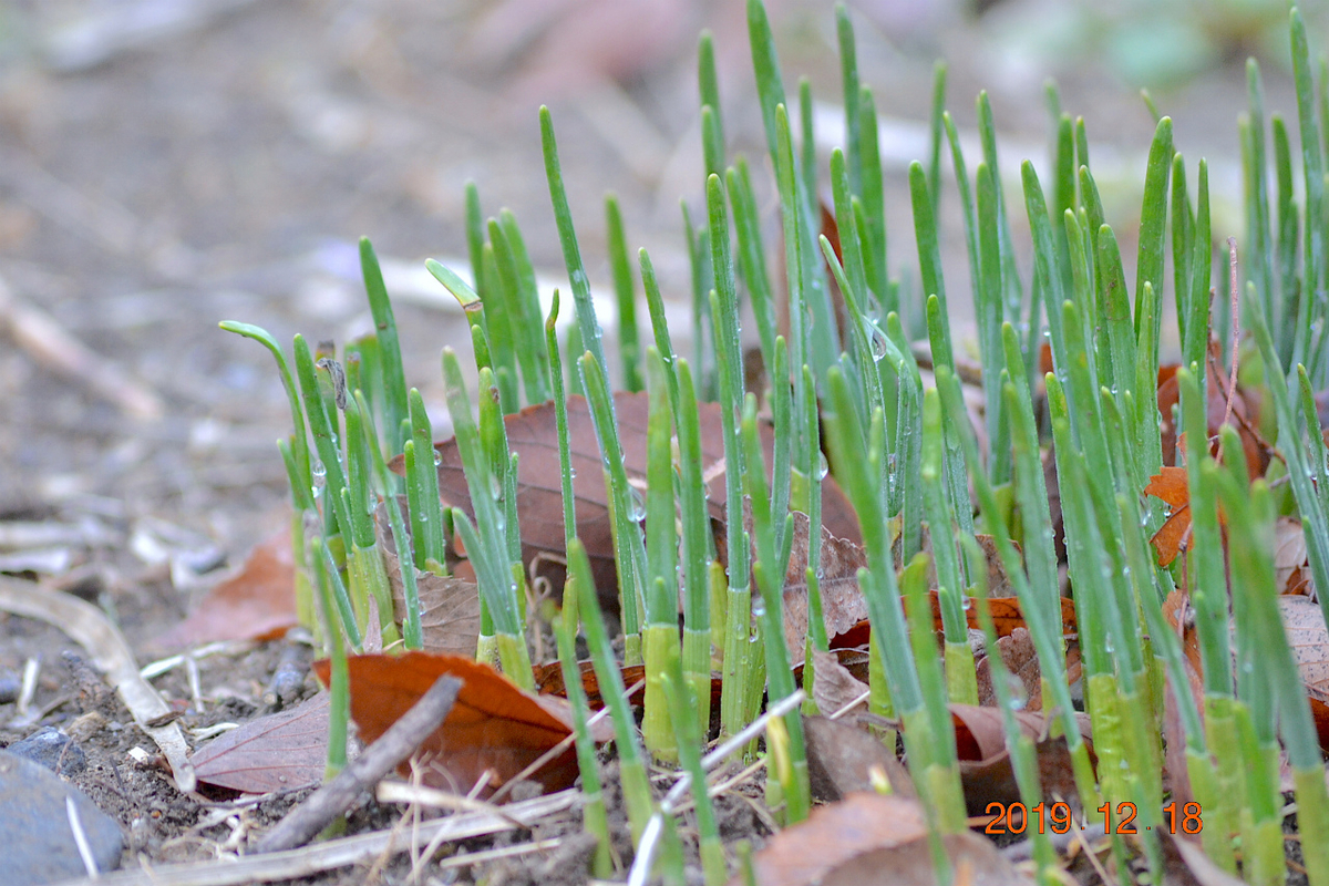 f:id:masatdm1951:20191218223521j:plain