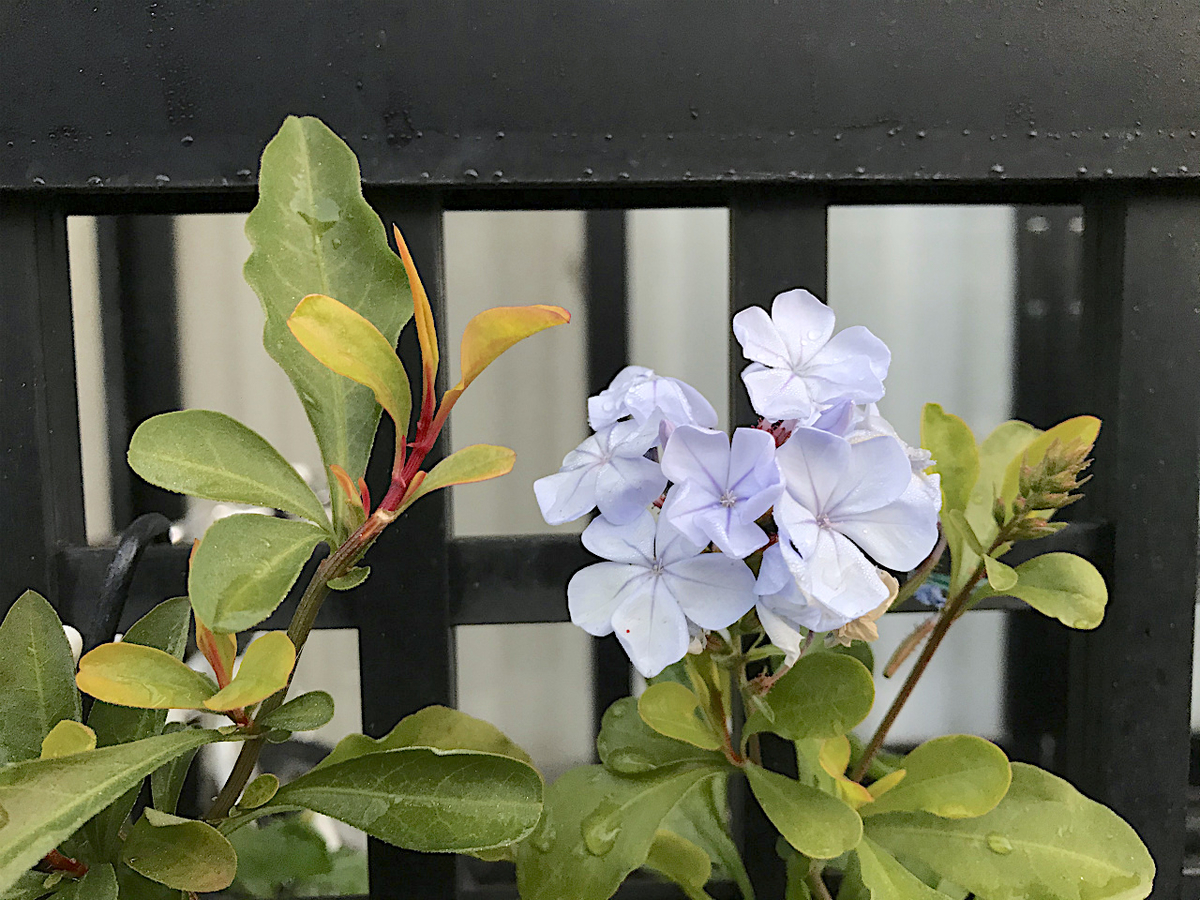 f:id:masatdm1951:20191218223524j:plain