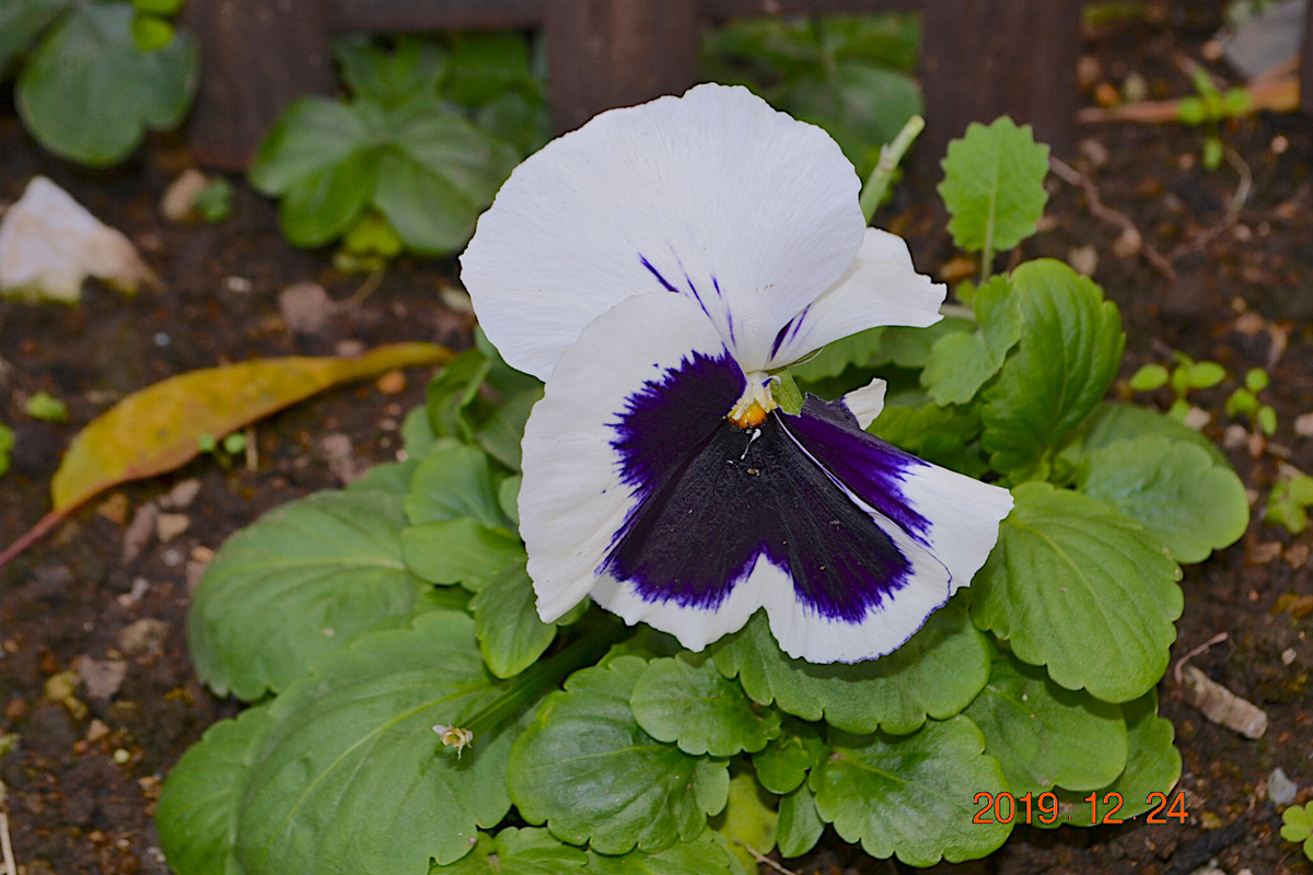 f:id:masatdm1951:20191224140617j:plain