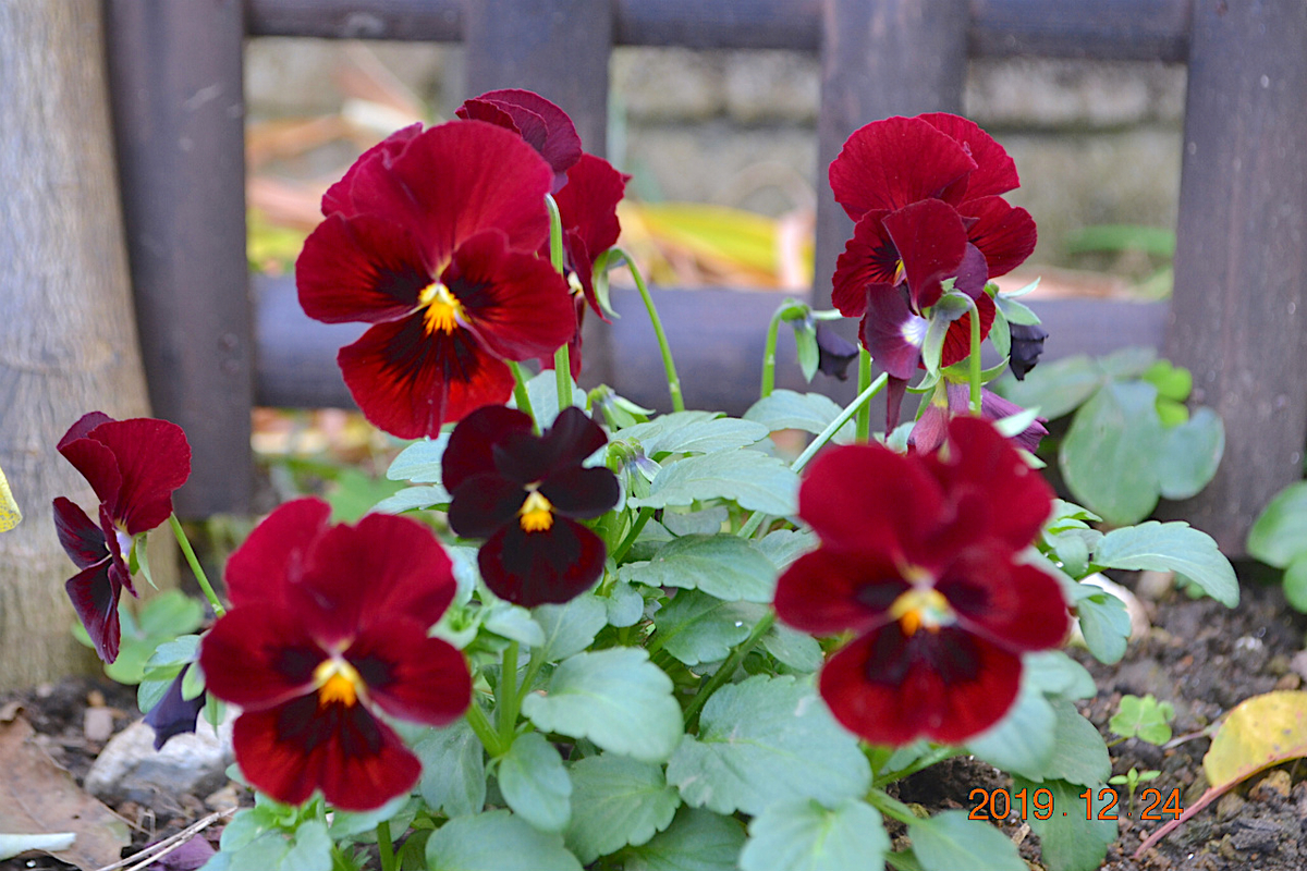 f:id:masatdm1951:20191224140620j:plain