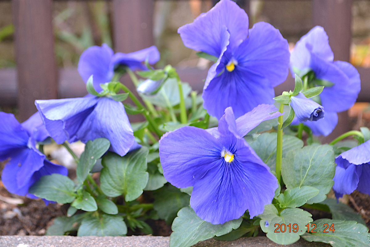 f:id:masatdm1951:20191224140628j:plain