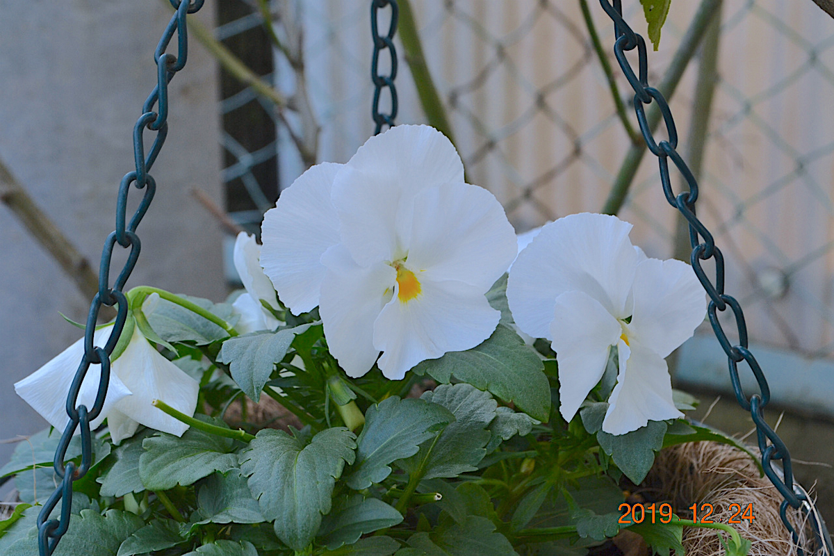 f:id:masatdm1951:20191224140631j:plain