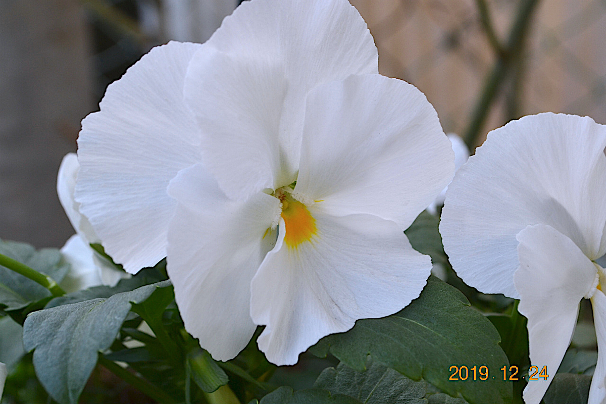 f:id:masatdm1951:20191224140635j:plain