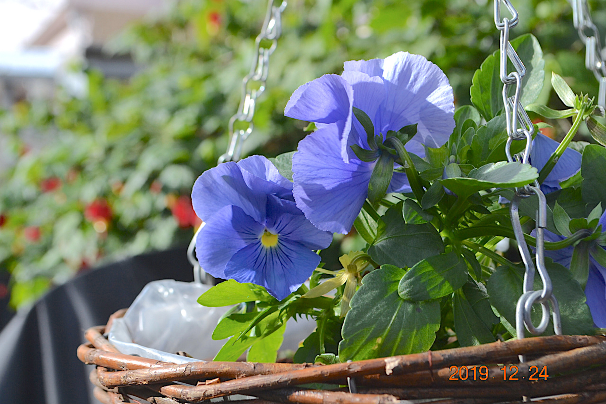 f:id:masatdm1951:20191224140639j:plain