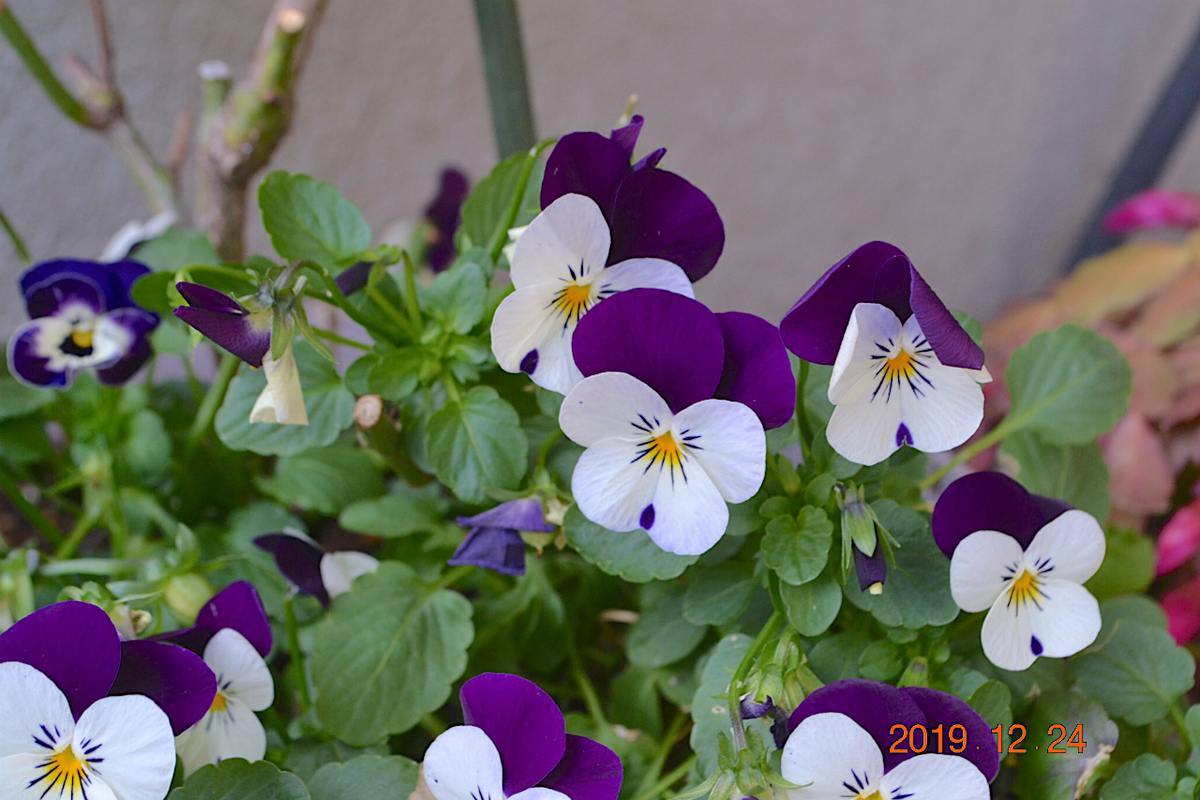 f:id:masatdm1951:20191224140642j:plain