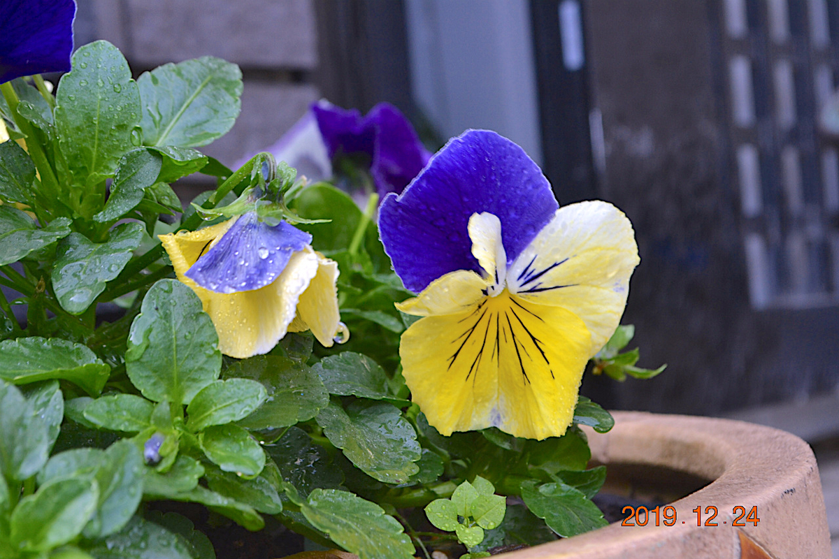 f:id:masatdm1951:20191224140650j:plain