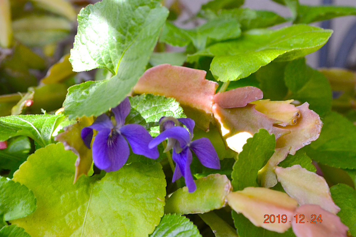 f:id:masatdm1951:20191224140654j:plain