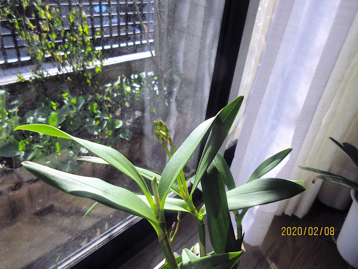 f:id:masatdm1951:20200210210813j:plain f:id:masatdm1951:20200210210813j:plain