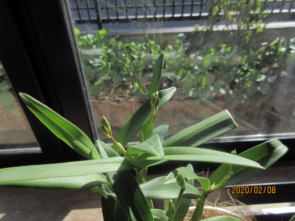 f:id:masatdm1951:20200210211419j:plain f:id:masatdm1951:20200210211419j:plain