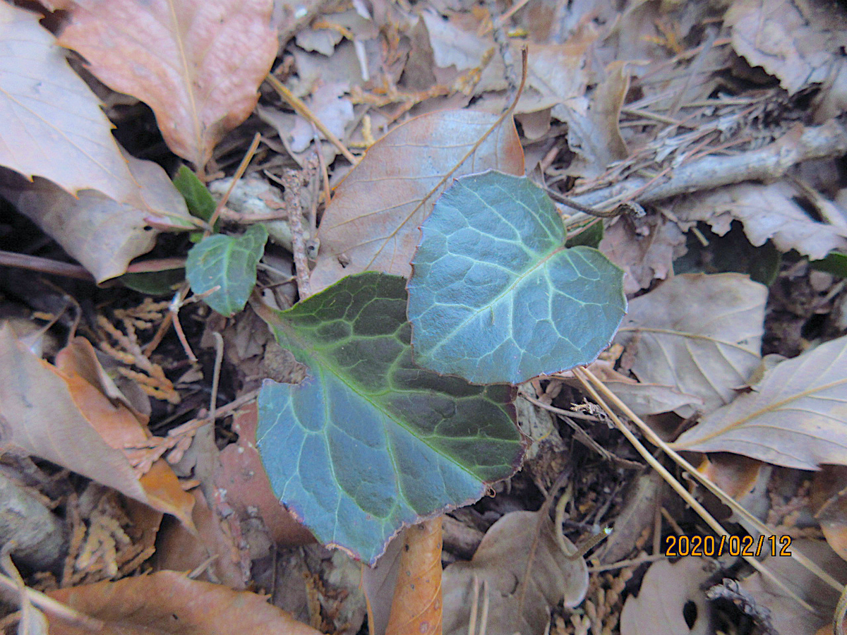 f:id:masatdm1951:20200212195925j:plain