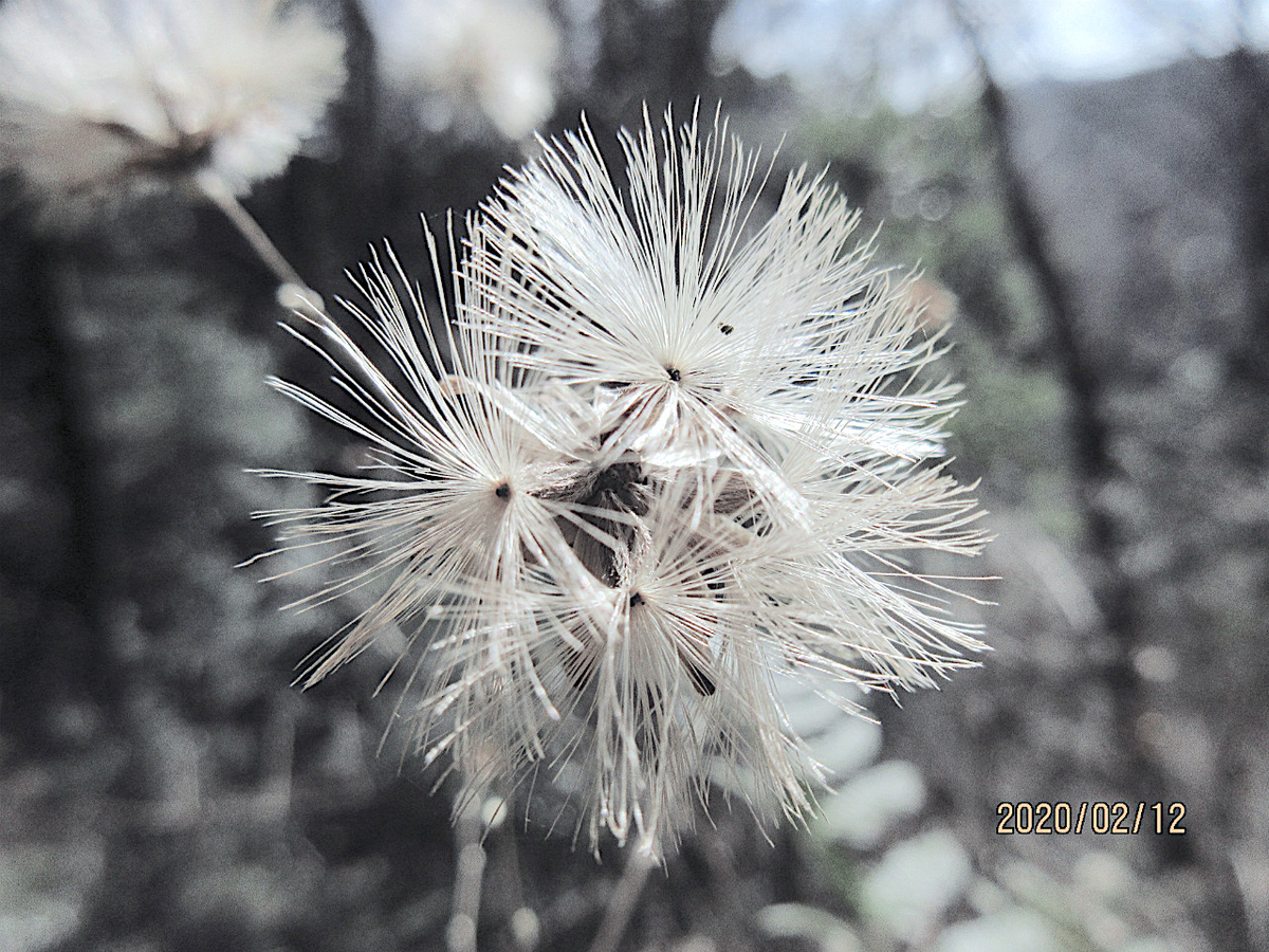 f:id:masatdm1951:20200212200531j:plain