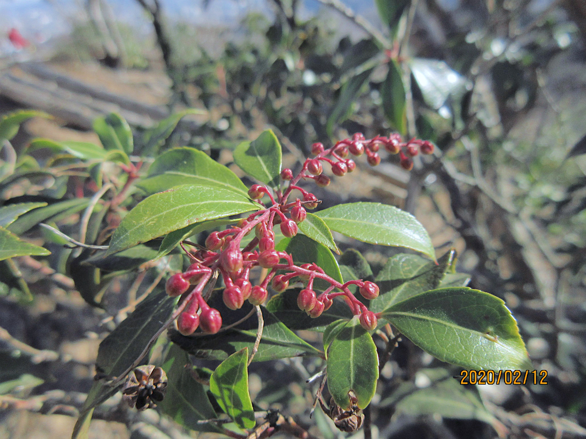 f:id:masatdm1951:20200212200601j:plain