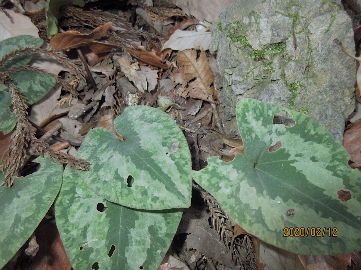 f:id:masatdm1951:20200212200605j:plain