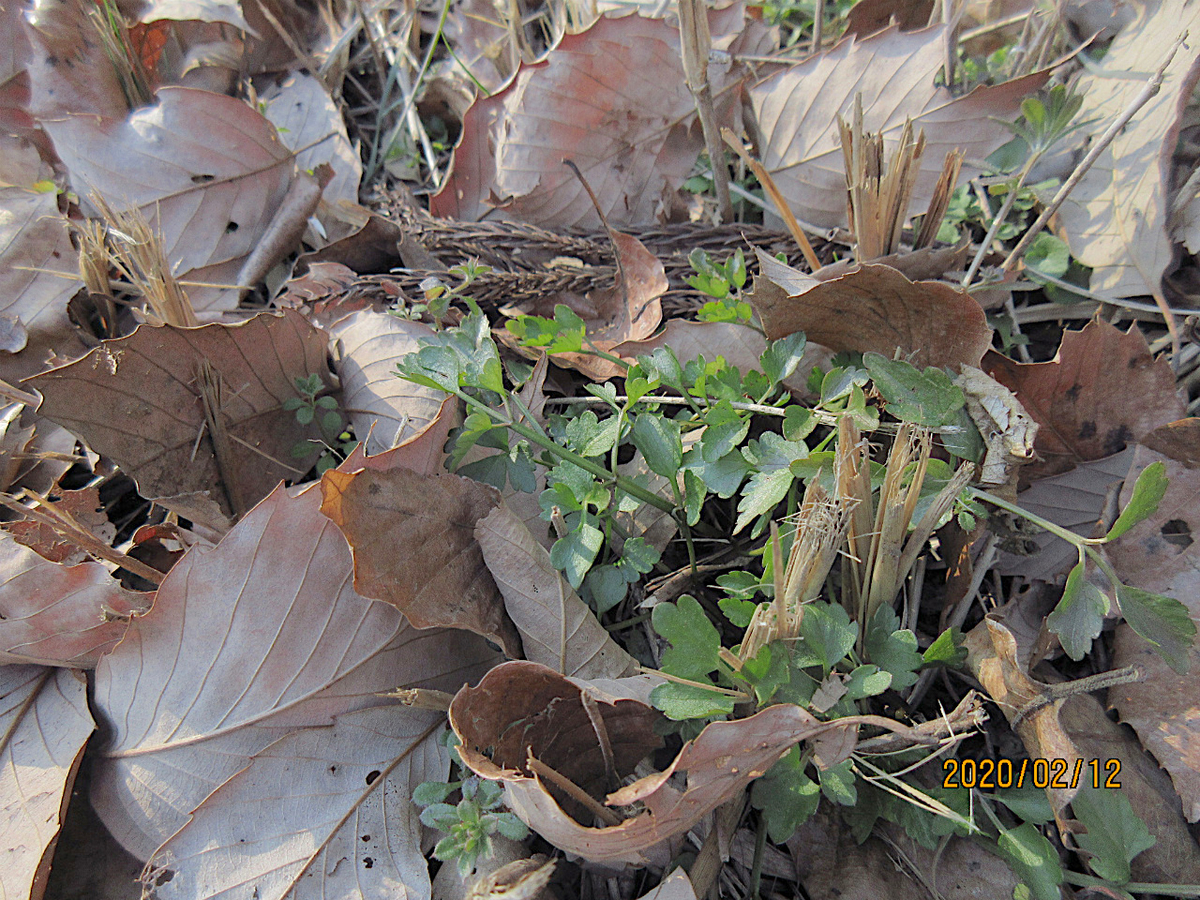 f:id:masatdm1951:20200212200750j:plain