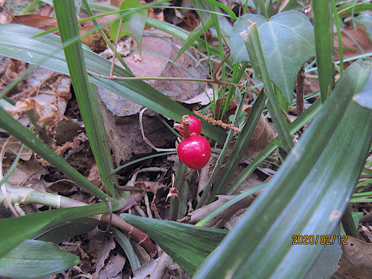 f:id:masatdm1951:20200212200754j:plain