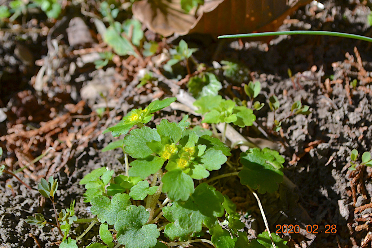 f:id:masatdm1951:20200228232245j:plain