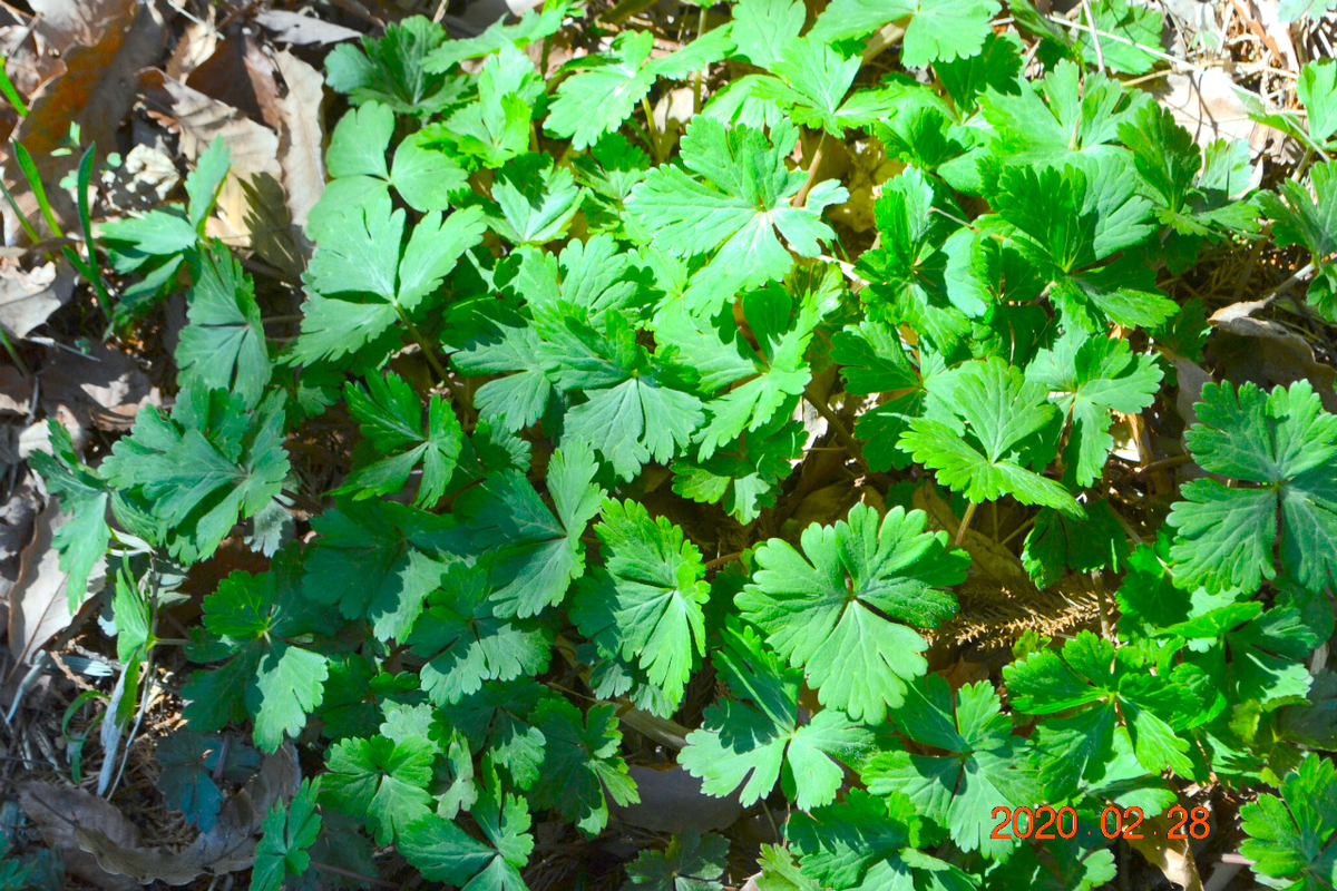 f:id:masatdm1951:20200228232314j:plain