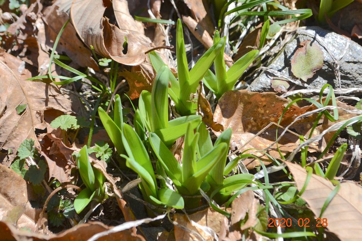 f:id:masatdm1951:20200228232324j:plain